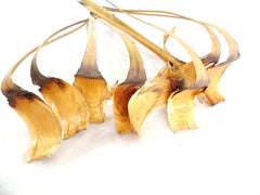 Trockenblumen Silberblatt Gigante 25 Stiele Natur Dekoration