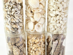 Muscheln Mix 420 g in 6 Box Shell maritime Dekoration Basteln Geschenk