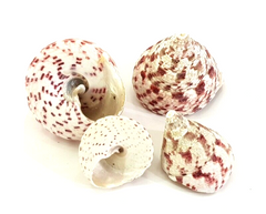 Muscheln Meeresmuscheln 500 g Trochus stellatus Rosa Meeresschnecke Maritim Deko