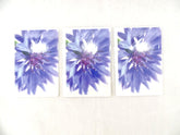 Fleurop 3 - er Set Karten Blaue Kornblume Edition Gruß- Glückwunschkarten Blumen