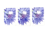 FLEUROP 3 - er Set Karten Blaue Kornblume Edition Gruß- Glückwunschkarten Blumen
