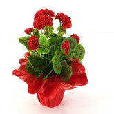 Künstliche Geranie rot Pelagonium im Topf Top Kunstblumen Blume Geschenk