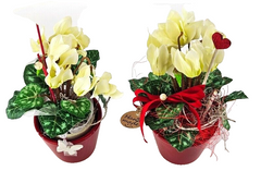 Topfblumen Alpenveilchen künstlich 2 Stück Weiß Rot Kunstblumen 20 cm Hoch