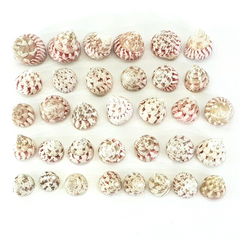 Muscheln Meeresmuscheln 500 g Trochus stellatus Rosa Meeresschnecke Maritim Deko