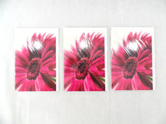 3 - er Set Karten Pinke Gerbera Fleurop Edition Gruß- Glückwunschkarten Blumen