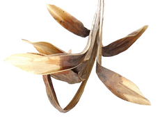 10 Shoe Horn Natural Natur Brauntöne Trockenblätter 10 Stück