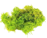 Curly Moos Grün Apfelgrün 200 g Curlymoos Moos Deko Moos Basteln Dijk