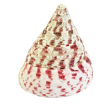 MUSCHELN MEERESMUSCHELN 500 g Trochus stellatus Rosa Meeresschnecke Maritim Deko