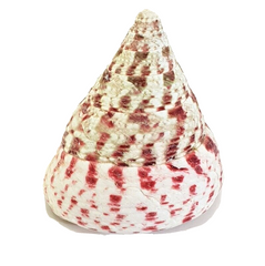 Muscheln Meeresmuscheln 500 g Trochus stellatus Rosa Meeresschnecke Maritim Deko