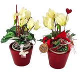 Topfblumen Alpenveilchen künstlich 2 Stück Weiß Rot Kunstblumen 20 cm Hoch