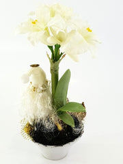 Weihnachtsgesteck Tischschmuck Amaryllis Weiß Gold Sterne Lampions Band