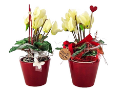 Topfblumen Alpenveilchen künstlich 2 Stück Weiß Rot Kunstblumen 20 cm Hoch