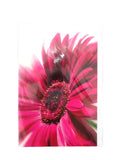 FLEUROP 3 - er Set Karten Pinke Gerbera Edition Gruß- Glückwunschkarten Blumen