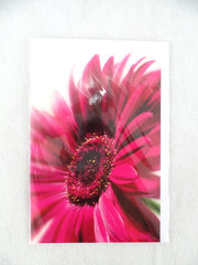3 - er Set Karten Pinke Gerbera Fleurop Edition Gruß- Glückwunschkarten Blumen