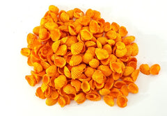 Muscheln Mix bunt gefärbt Orange Grün 1200 g in Box Shell maritime Dekoration