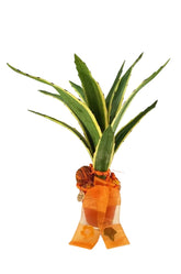 CASA - POADOR TOPFBLUME Kunstblume Topf rund Orange Sanseverie künstlich Geschenk