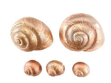 TROCKENBLUMEN SCHOTEN MUSCHELN Schnecken Deko Mix 700 g kupferfarben Dekoration