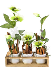 CASA - POADOR GESTECK in Holzkästchen Christrosen Zimt Engelstecker