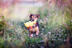 LABONI - Volentis GmbH - Emma Ente