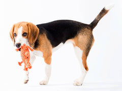 LABONI - Volentis GmbH - Kristof Krabbe