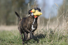 LABONI - Volentis GmbH - Emma Ente