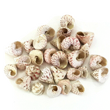MUSCHELN MEERESMUSCHELN 500 g Trochus stellatus Rosa Meeresschnecke Maritim Deko