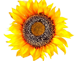 CASA - POADOR SONNENBLUME künstlich Kunstblume gelb 108 L x 23 cm Band Filzkürbisse Deko