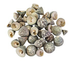 MUSCHELN MEERESMUSCHELN 500 g Trochus Stellata Grün / Grau Meeresschnecke Maritim Diy Basteln Deko
