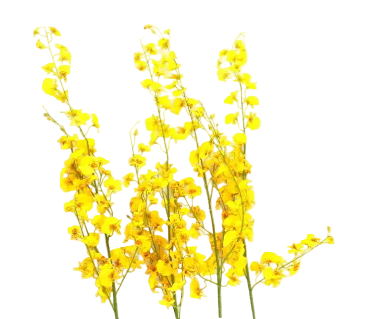 KÜNSTLICHE ORCHIDEEN Seidenblumen Orchideen Gelb 4 Zweige 100 cm  Dekoration Top !
