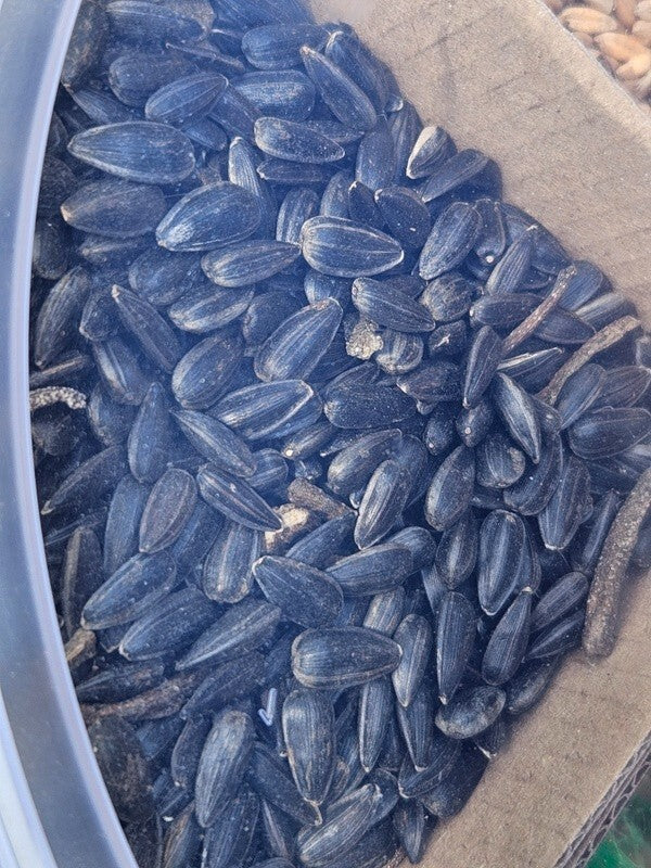 Vogelfutter Mix Eimer 3 kg Vogelfutter Meisenfutter schwarze Sonnenblumenkerne