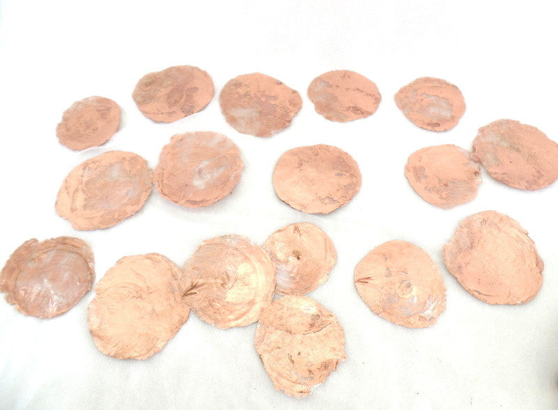 Trockenblumen Schoten Muscheln Schnecken Deko Mix 700 g kupferfarben Dekoration