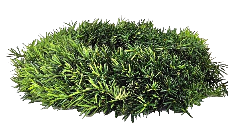 Kranz Taxus Rohling halbrund Eibe Adventskranz Frisch 40cm Dekoration Advent Tür