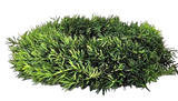 KRANZ TAXUS Rohling halbrund Eibe Adventskranz Frisch 40 cm Tür
