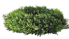 Kranz Taxus Rohling halbrund Eibe Adventskranz Frisch 40cm Dekoration Advent Tür