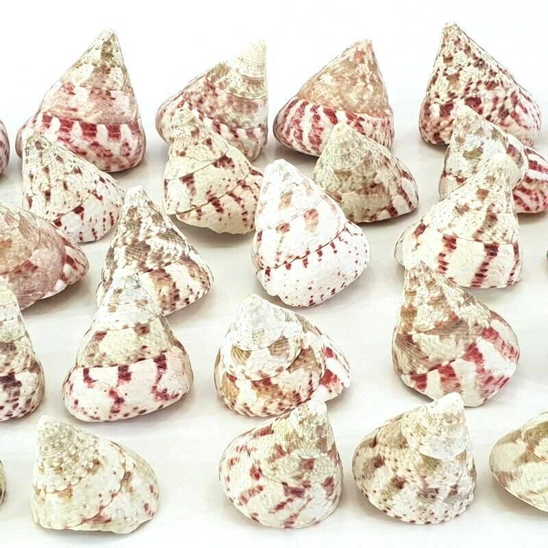 Muscheln Meeresmuscheln 500 g Trochus stellatus Rosa Meeresschnecke Maritim Deko