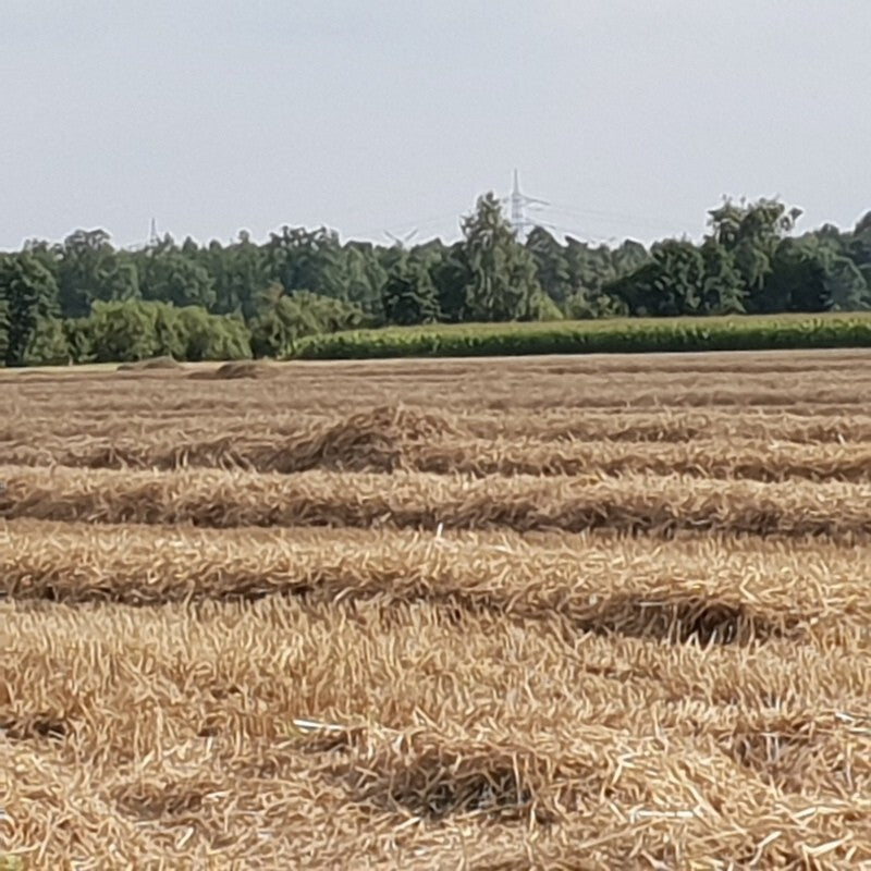 Casa-Poador STROHKRÄNZE- Ø25 Strohring 1 Stück Strohrömer Rohling Kranz Ring