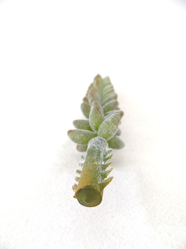 Kunstblumen Sedum Picks 4 Stück grün grau 24 cm Lang Seide Gestecke Dekoration