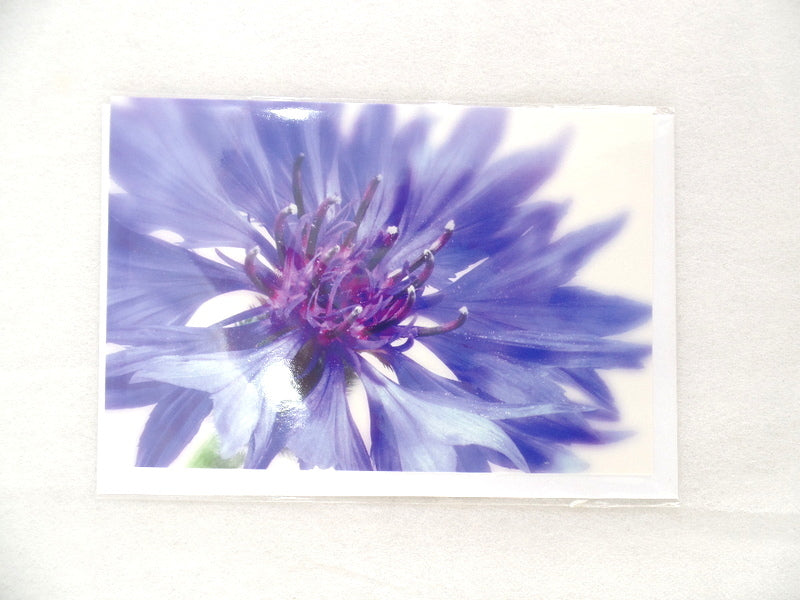 Fleurop 3 - er Set Karten Blaue Kornblume Edition Gruß- Glückwunschkarten Blumen