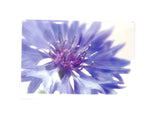 FLEUROP 3 - er Set Karten Blaue Kornblume Edition Gruß- Glückwunschkarten Blumen