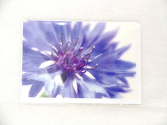 Fleurop 3 - er Set Karten Blaue Kornblume Edition Gruß- Glückwunschkarten Blumen