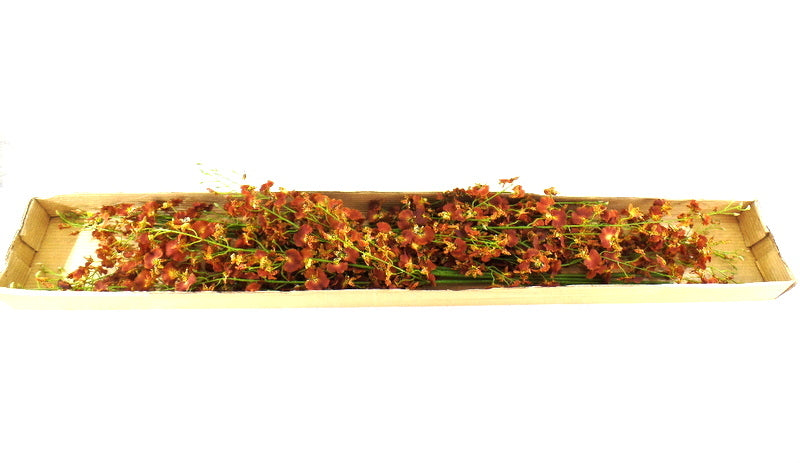 Künstliche Seidenblumen 1 Karton mit 12 Rostbraunen Orchideen 100 cm Dekoration