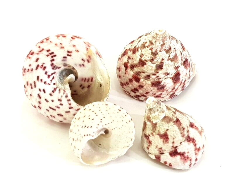 Muscheln Meeresmuscheln 500 g Trochus stellatus Rosa Meeresschnecke Maritim Deko