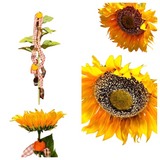 CASA - POADOR SONNENBLUME künstlich Kunstblume gelb 108 L x 23 cm Band Filzkürbisse Deko
