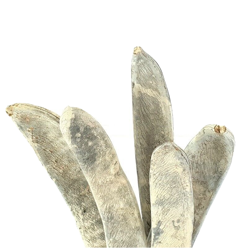 Trockenblumen 5 Stück Feijao - Bohnen ganz Frosted Wit Weiß Dekoration exotisch