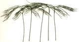 KÜNSTLICHE RANKEN RHIPSALIS 5 Stück grün Blätter länglich 75 cm Lang