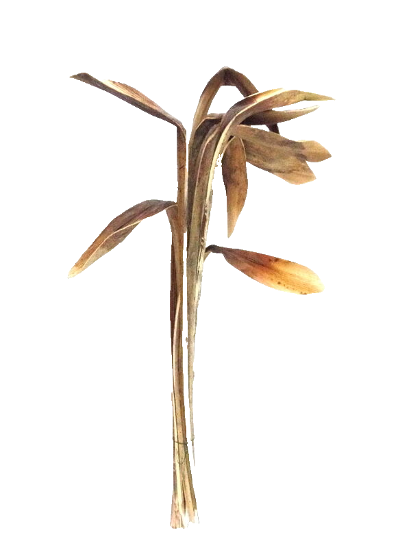 10 Shoe Horn Natural Natur Brauntöne Trockenblätter 10 Stück