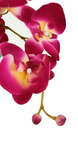 CASA - POADOR ORCHIDEE Phalenopsis Kunstblumen Glas künstlich Geschenk