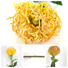 Kunstblume künstliches Nadelkissen  orange 70 L x 10 cm Einzelblume Dekoration
