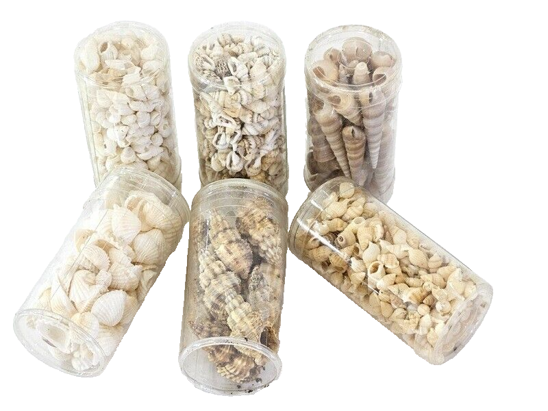 Muscheln Mix 420 g in 6 Box Shell maritime Dekoration Basteln Geschenk