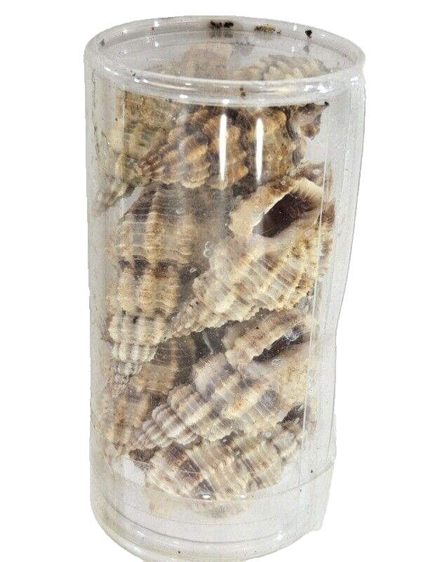 Muscheln Mix 420 g in 6 Box Shell maritime Dekoration Basteln Geschenk